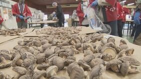 大分県産乾しいたけの品評会　5部門550点を審査|TBS NEWS DIG