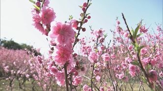 桃の節句で親しまれる｢ハナモモ｣ 春本番の陽気で80本あまりが一気に満開 今週いっぱいまで見頃 三重･御浜町|TBS NEWS DIG