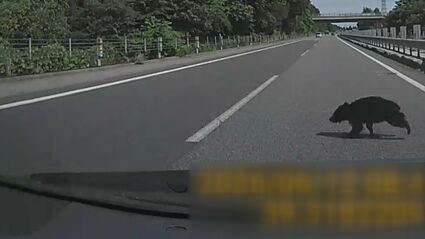 高速道でクマと衝突してしまったらどうすればいい？止まる？進む？生存