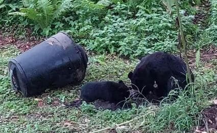 本当にびっくり」自宅の畑に親子3頭のクマ 撮影した男性が当時の様子