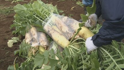 詰めて！詰めて！まだ詰める！ 1000円でビニール袋に入るだけ