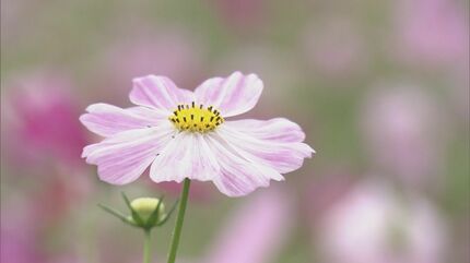 ✨コスモス様3点おまとめ✨ありがとうございます♡ ✨コスモス様3点おまとめ✨ありがとうございます♡ 変わり咲き品種の