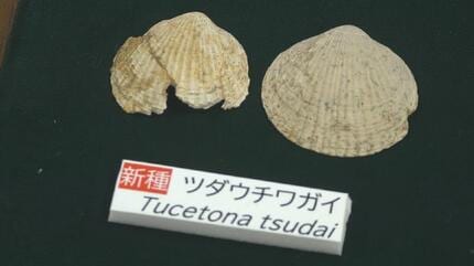 もう出ないと思っていた」約1600万年前“中新世”の二枚貝の化石3種が