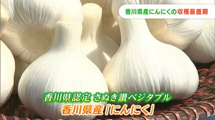 うどん」だけじゃない香川県 全国3位の生産量を誇る「にんにく」の収獲