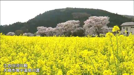 すごい、こんな香り」河川敷にサクラと菜の花が同時に咲きそろう 宮城