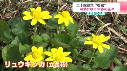 牧野富太郎博士が愛した花、バイカオウレンも 二十四節気“啓蟄