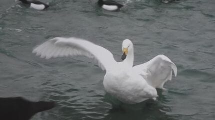 え？白鳥が歩いてる…「意味わからん…」“歩く白鳥”いったいどこへ何しに