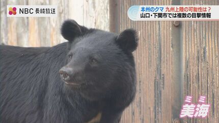 クマ】絶滅宣言の九州に再上陸は？山口県では目撃情報！650mの関門