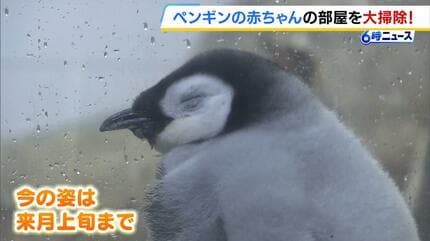 赤ちゃん・４体セット／二羽のペンギン　おまとめ　デンマーク　ご成約済み 652a5b835e168d0b001bacd557b11f