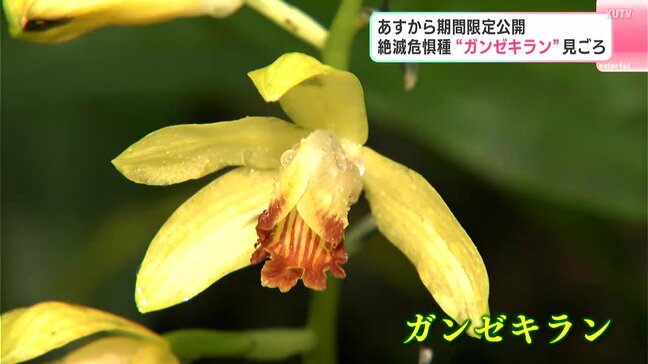 絶滅危惧種“ガンゼキラン”の大群落が見ごろに　23日から１週間の限定公開　高知県立牧野植物園|TBS NEWS DIG