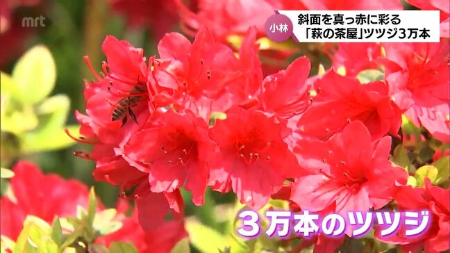 約3万本のツツジ 多くの行楽客が楽しむ 小林市野尻町「萩の茶屋」|TBS NEWS DIG