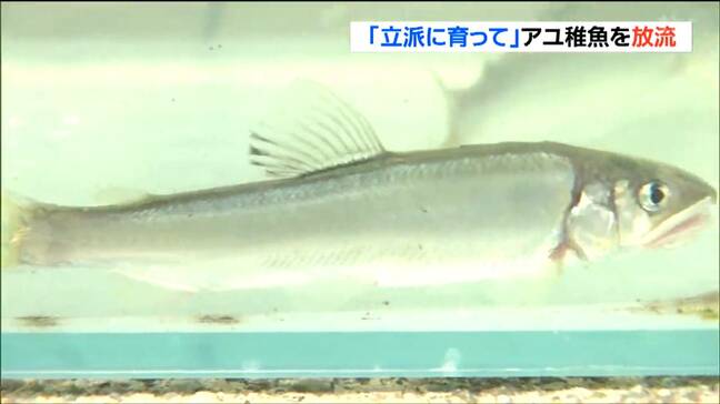 「泳いでいるところがかわいかった」アユ釣り解禁を前に　小学生が稚魚3000匹放流　宮城・加美町|TBS NEWS DIG