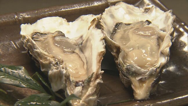 7月の津波被害乗り越え…秋の味覚“浦村かき”の出荷はじまる「大ぶりで甘みもありプリプリ」 三重・鳥羽市|TBS NEWS DIG