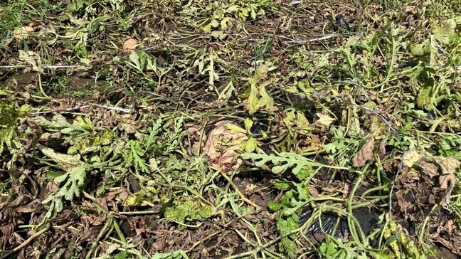 【ヒグマ】2日で45個のスイカが…家庭菜園が連日被害に　幅13センチのクマの足跡複数　北海道江差町|TBS NEWS DIG