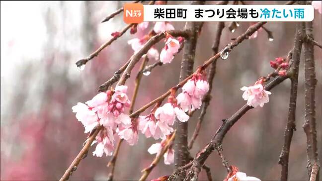 船岡城址公園で「桜まつり」開幕　あいにくの雨もツアー客らが写真撮影を満喫　宮城・柴田町|TBS NEWS DIG