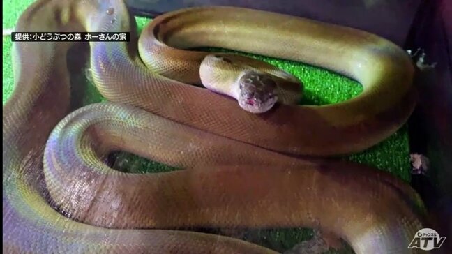 【写真あり】ヘビを脱走確認から22日後に発見 体長約3mの「パプアンパイソン」青森市の住宅敷地内でとぐろ巻いて見つかる|TBS NEWS DIG