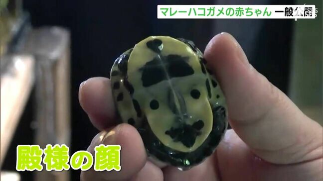 チャームポイントは“殿様の顔”に見える模様 マレーハコガメの赤ちゃん誕生で一般公開=静岡・河津町|TBS NEWS DIG