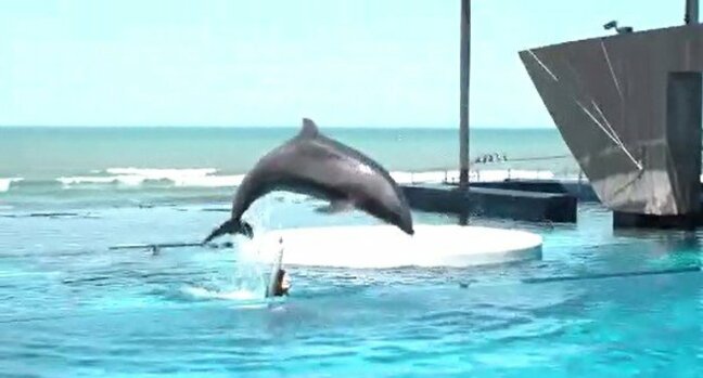 日本海を背景にイルカの「ドルフィンパフォーマンス」マゼランペンギン！約100羽飼育！エサやり体験…連休中に新潟・上越市の水族館へ信州からも家族連れが…|TBS NEWS DIG