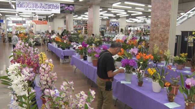 「全沖縄らん展示会」色とりどりの251点が勢揃い　12日午後5時まで|TBS NEWS DIG