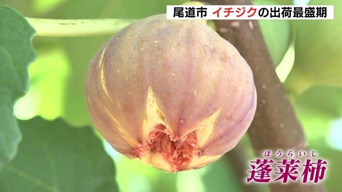 「皆さんにおいしいと言ってもらえるのが励み」　猛暑と少雨影響も･･･　尾道市特産のイチジク　出荷最盛期迎える　広島|TBS NEWS DIG