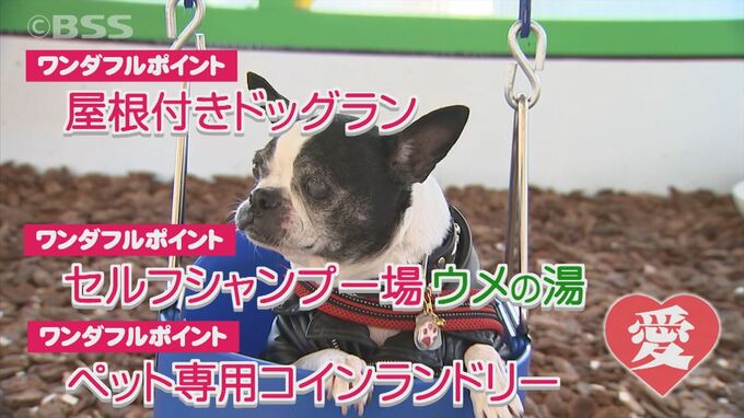 1月11日はワンワンワン…注目のドッグラン施設に行ってみた　コインランドリーも完備で遊びも洗濯も一度にできて便利！！　|　BSSニュース | BSS山陰放送