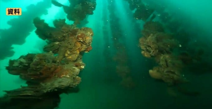 養殖カキの大量死リスク高まる　県内初の「厳戒」アラート発出　広島湾北中部海域で貧酸素を確認|TBS NEWS DIG