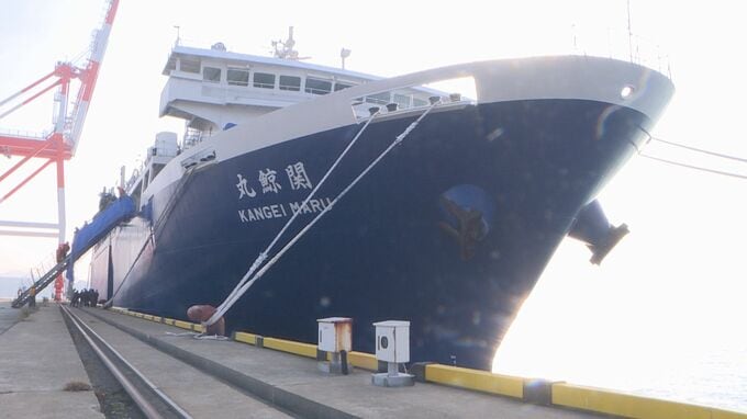 クジラ47頭を捕獲…「関鯨丸」今年４回目の操業を終え帰港　山口・下関|TBS NEWS DIG