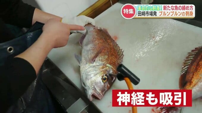 「高品質の鮮度が続く」魚を『締める』新技術 ！！  水産業界に革命「セリで値段が4倍に」|TBS NEWS DIG