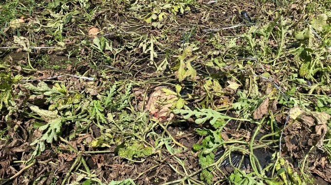 【ヒグマ】2日で45個のスイカが…家庭菜園が連日被害に　幅13センチのクマの足跡複数　北海道江差町　|　北海道のニュース｜HBC北海道放送