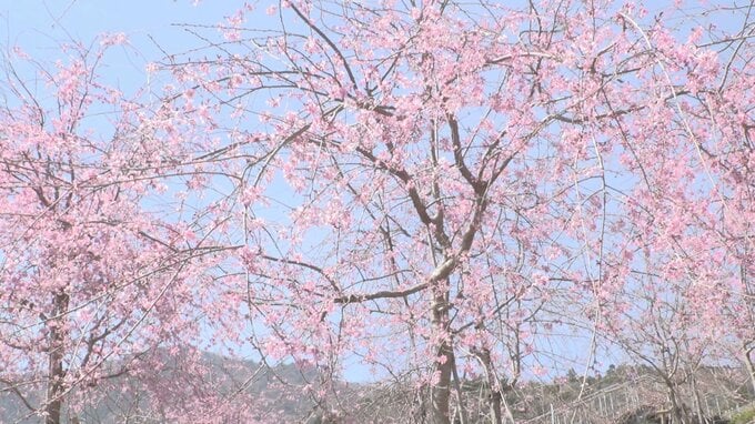 約5200本のシダレザクラがある富士川クラフトパークで「しだれ桜フェス」|TBS NEWS DIG