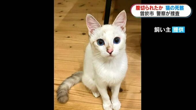 腹部を切られたようなネコ見つかる　生後半年ほどの飼い猫　警察は事件の可能性視野に捜査|TBS NEWS DIG