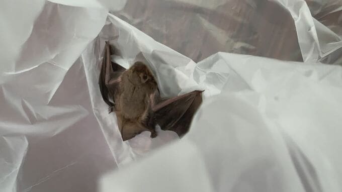 隣りの部屋から「助けて下さい」　部屋を覗くと…飛び回る「コウモリ」　様々な菌を持ち、原則捕獲禁止　対処法は？　|　BSSニュース | BSS山陰放送