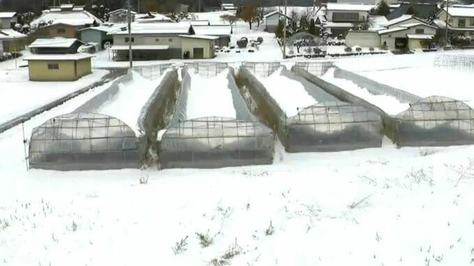 大雪の農業被害32市町村で6400万円余りに…農業用ハウスの倒壊が各地で相次ぐ、佐久市の1700万円余りが最多、富士見町700万円、上田市でも600万円の被害、作物の被害は調査中　|　SBC NEWS | 長野のニュース | SBC信越放送