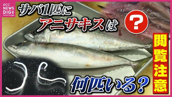 【閲覧注意】サバ1匹に90匹のアニサキス！？「七転八倒」の激痛を防ぐには　内臓に潜む驚愕の実態を調査 ※記事内に寄生虫の画像あり　|　RCC NEWS | 広島ニュース | RCC中国放送