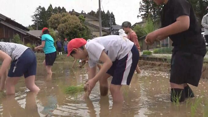 地震を経ても田んぼは無事 小学生が田植え体験 石川・七尾市|TBS NEWS DIG