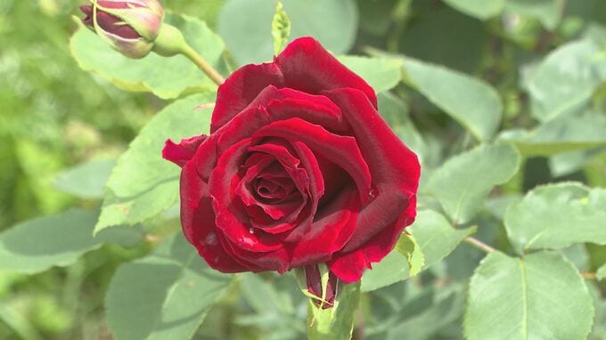 あさってからバラ祭開催　330品種1400本のバラ　山口県光市　|　山口のニュース・天気・防災｜tys NEWS｜ｔｙｓテレビ山口