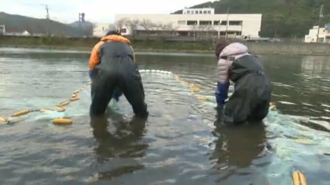 「私はお吸い物が好きです。珍しいのは踊り食い」シロウオ漁盛ん 愛媛県・宇和島市|TBS NEWS DIG