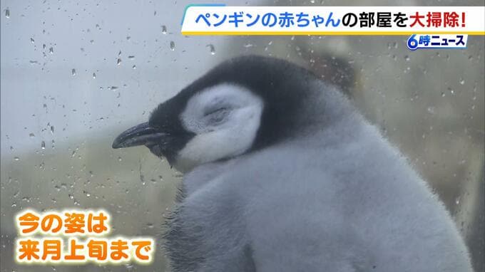 パンダなき白浜に“日本でここだけ”エンペラーペンギンの赤ちゃん登場　ふわふわ羽毛は１月上旬まで　和歌山・アドベンチャーワールド|TBS NEWS DIG