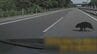 高速道でクマと衝突してしまったらどうすればいい？止まる？進む？生存確認する？車が動かなくなった場合は？保険はきくの？正しい対処法を県警高速道路交通警察隊に聞いてみた　岩手　|　IBC NEWS | IBC岩手放送