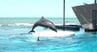 日本海を背景にイルカの「ドルフィンパフォーマンス」マゼランペンギン！約100羽飼育！エサやり体験…連休中に新潟・上越市の水族館へ信州からも家族連れが…　|　SBC NEWS | 長野のニュース | SBC信越放送