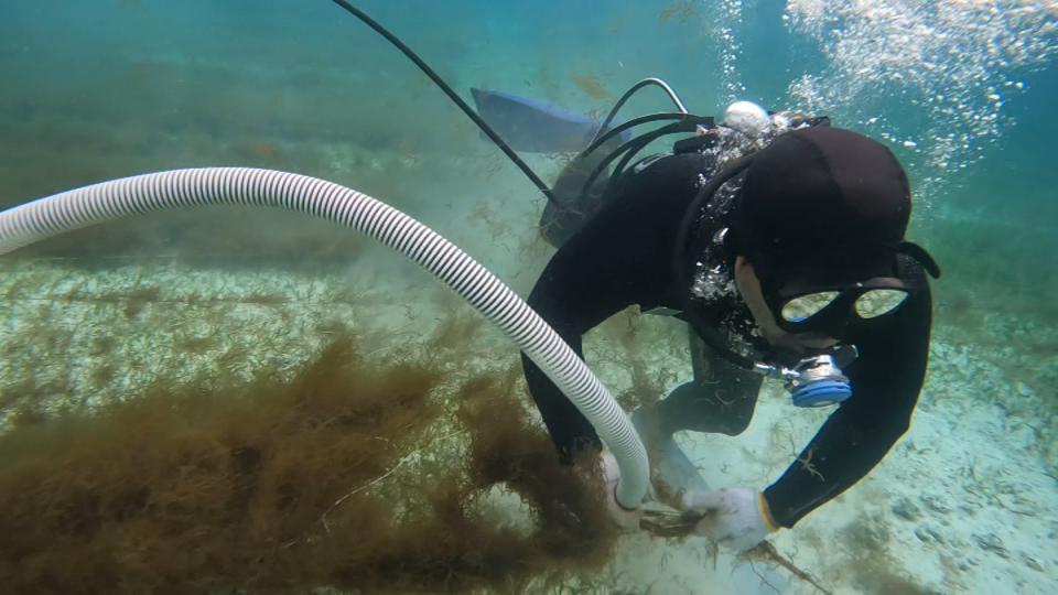 【中古】琉球列島の陸水生物 宮古島の固有種の故郷は消えた島だった？ 地質学と生物学の融合研究が