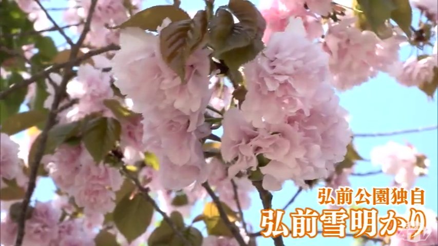 最高です、満開ですから」弘前公園 遅咲きのヤエザクラ弘前七桜が見頃