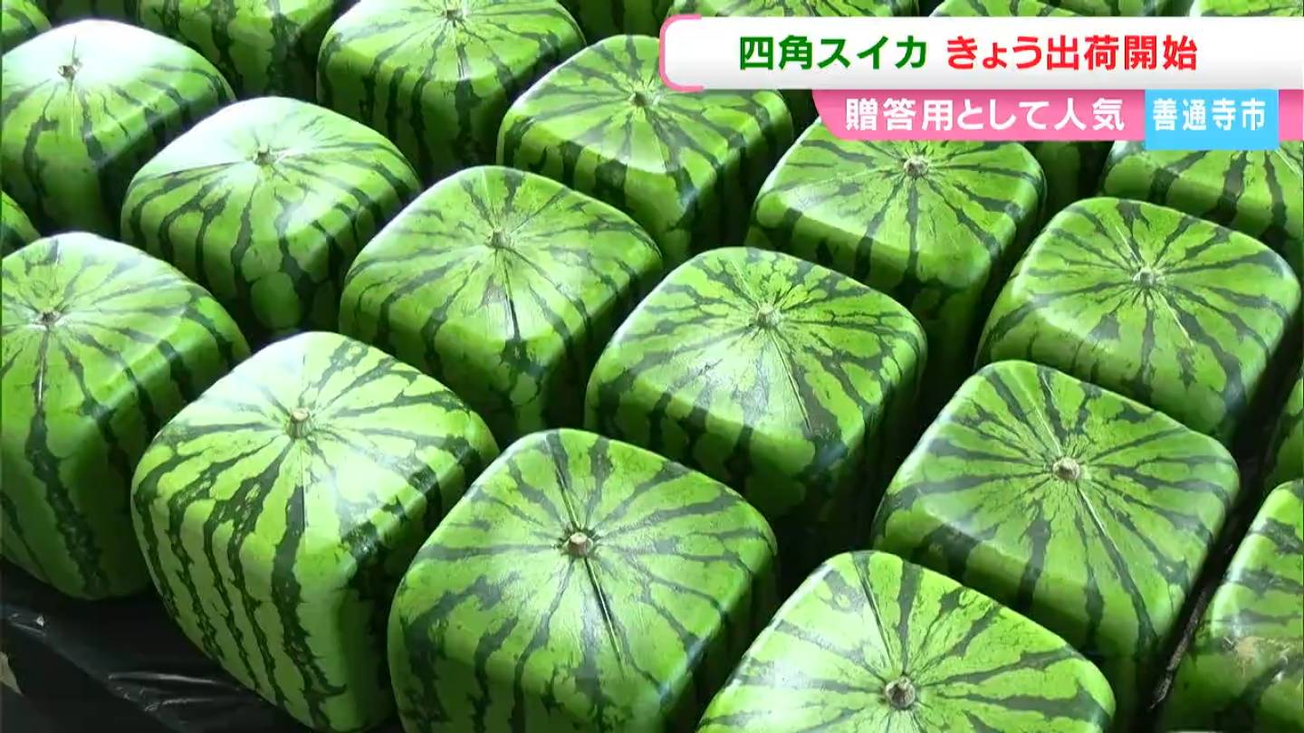 今年も登場！「四角いスイカ」約400個を全国に出荷 でも残念ながら食べ