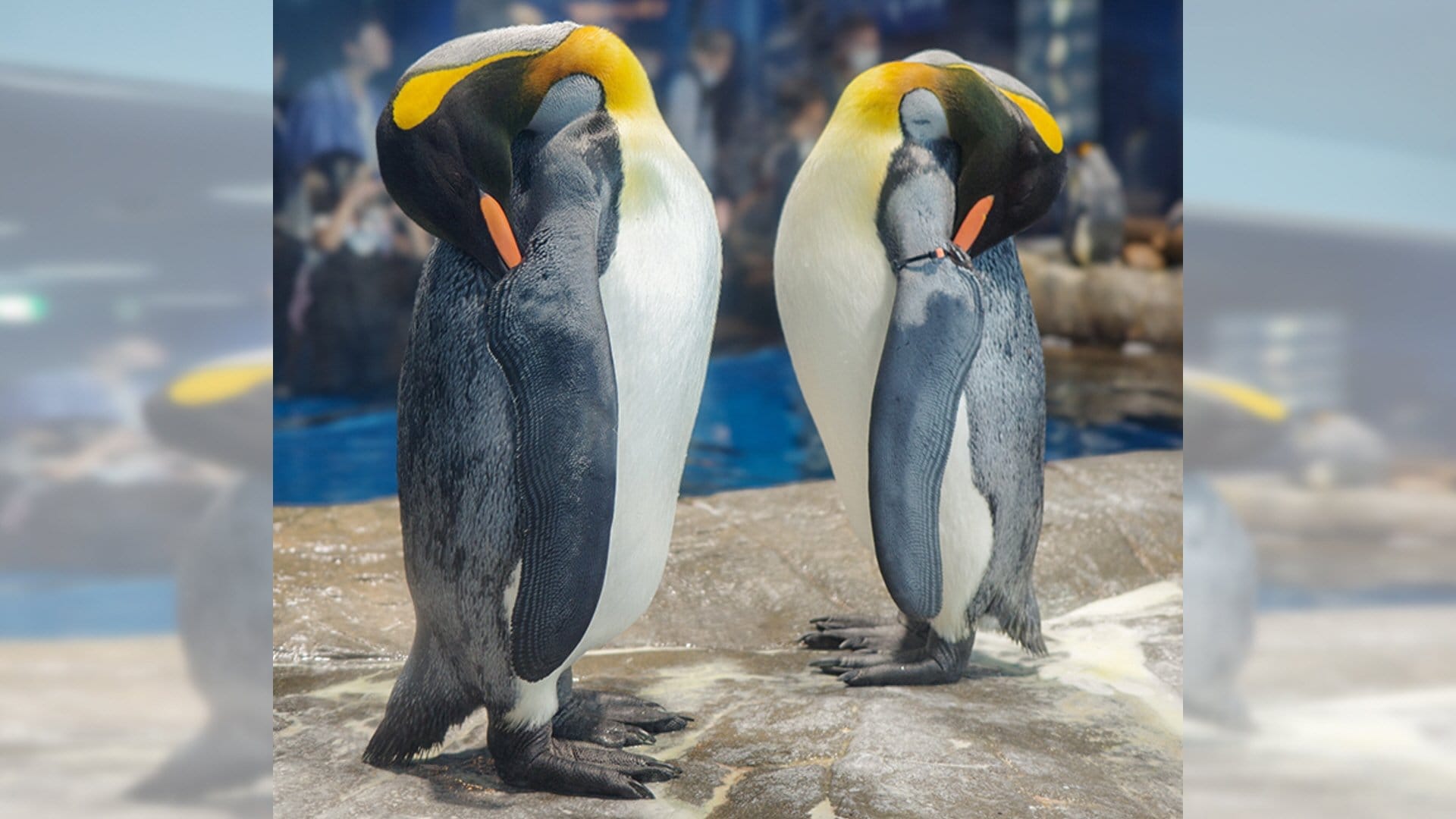 立ったまま”寝るペンギン・・・なぜ？「冷たい地面に接するのを極力