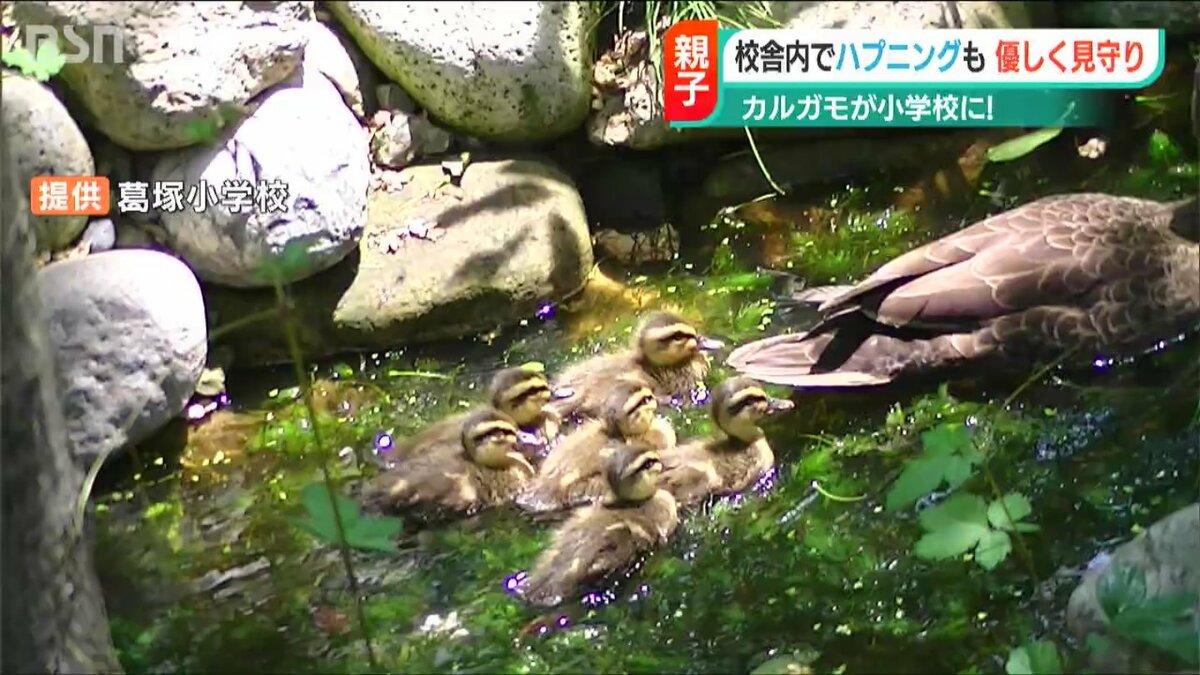 カルガモ親子が体育館を行進 お引越し中のピンチを小学生が救う | 新潟
