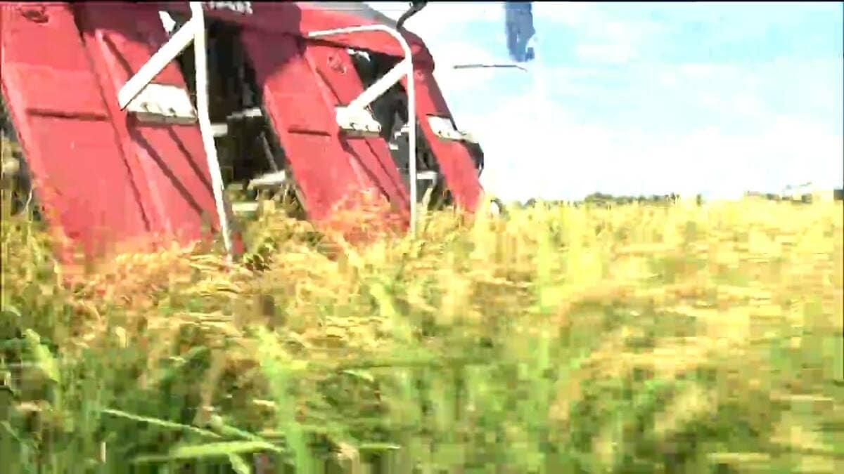 新米シーズン到来「ひとめぼれ」より1ヶ月早い極早稲「おもてなし」雨