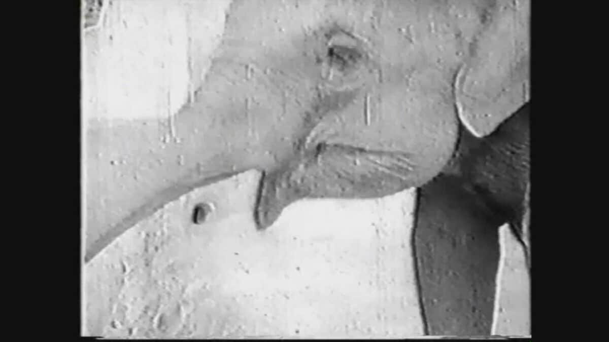 ごめんねメリー』旧日本軍の命令で殺されたゾウ 80年越しに出会った