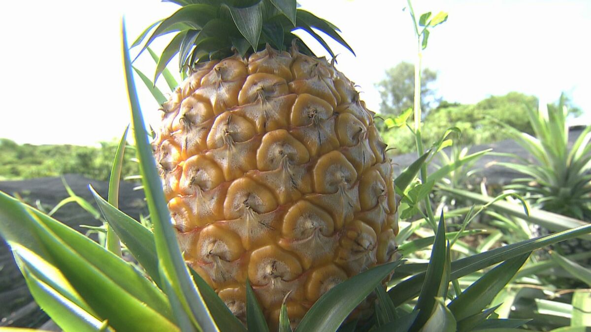 「パインなのにココナツの味」19年をかけて開発したパイナップルの新品種　“芳醇で良い香り”にかける名護市の生産農家