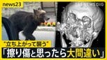 「最初の一撃で肋骨6本折れた」 クマに襲われた男性が警鐘「獣害ではなく災害」 深刻化する被害…老人ホームの裏に“3時間居座り”も【news23】|TBS NEWS DIG