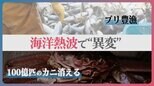 北海道でブリ大漁も…アラスカでは100億匹のズワイガニが消えた!「海洋熱波」で食卓に“異変”【news23】|TBS NEWS DIG